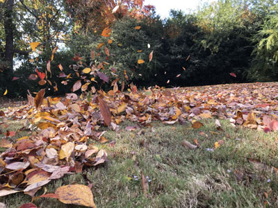 Fall and spring Seasonal Cleanup services for lawns, gardens, yards, and entire properties from ZNT Property Services.