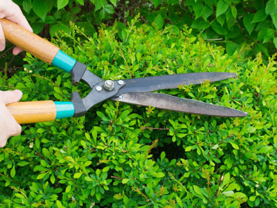 Shrub and small tree and bush pruning services for lawns, gardens, landscapes and entire properties from ZNT Property Services.